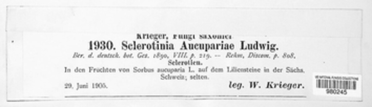 Monilinia aucupariae image
